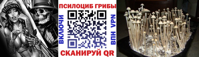MEGA как войти Циолковский Галлюциногенные грибы GOLDEN TEACHER цены наркотик